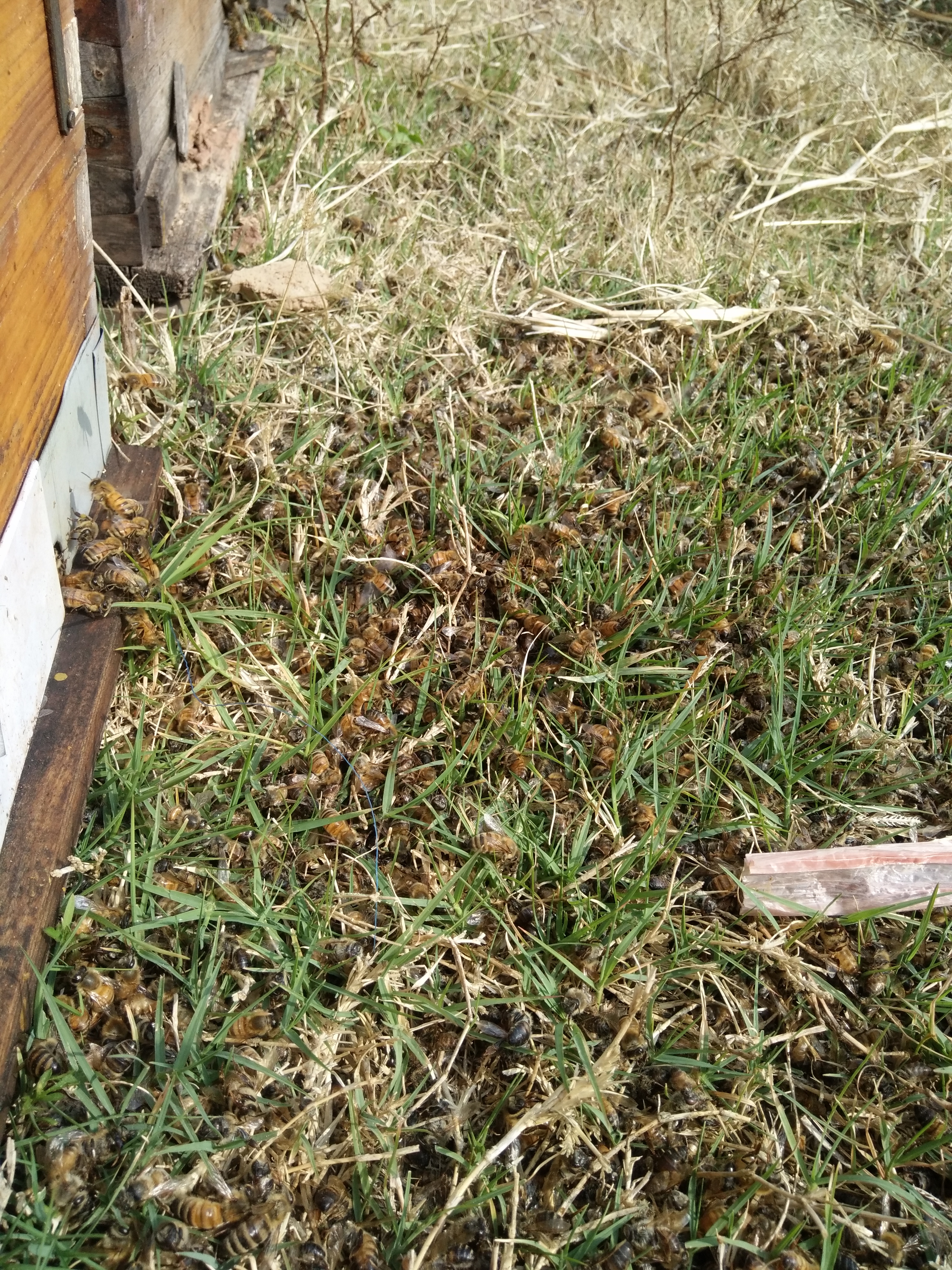 “转场蜜蜂”被纳入应急运输保障范围，路通了，但蜜源地村长说：你是外地人，不让进村