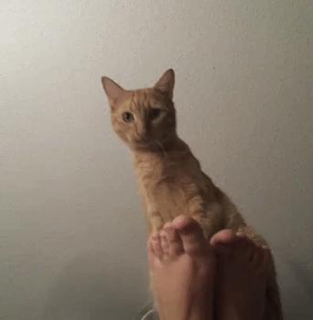 闻臭鞋、舔臭脚，猫主子是什么毛病