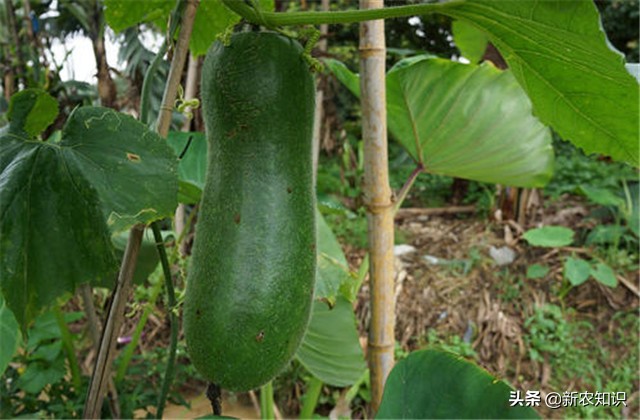 南瓜冬瓜什么时间种植最好,冬瓜的种植技术主蔓何时打顶