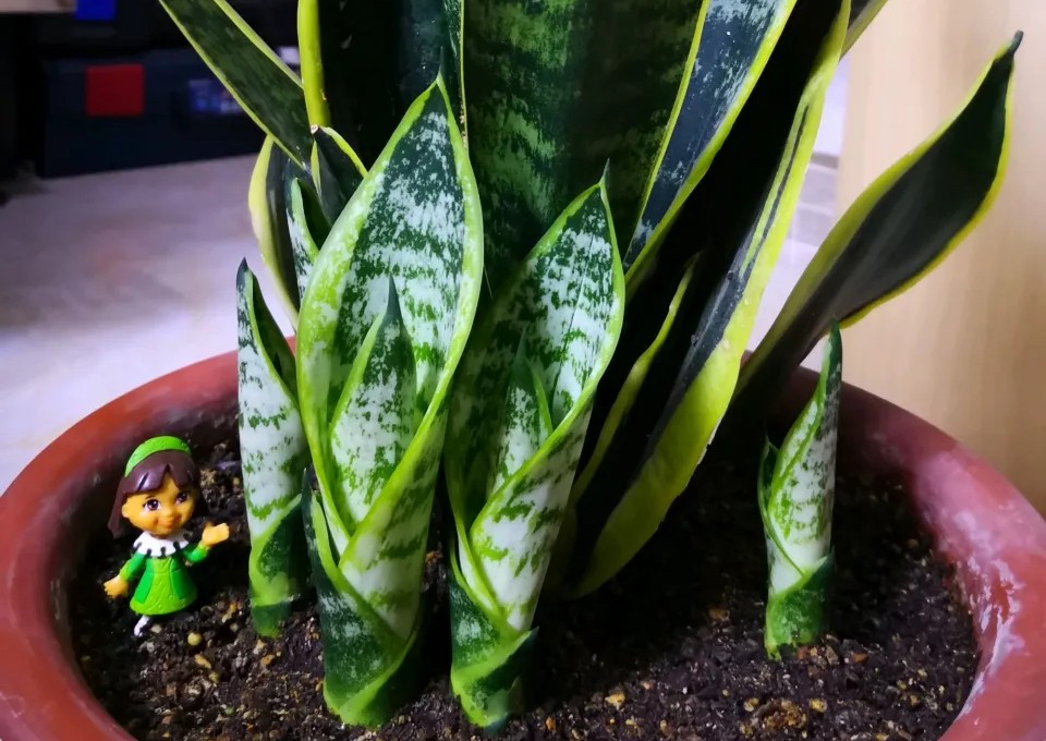 如何让虎皮兰生侧芽,如何让虎皮兰冒侧芽