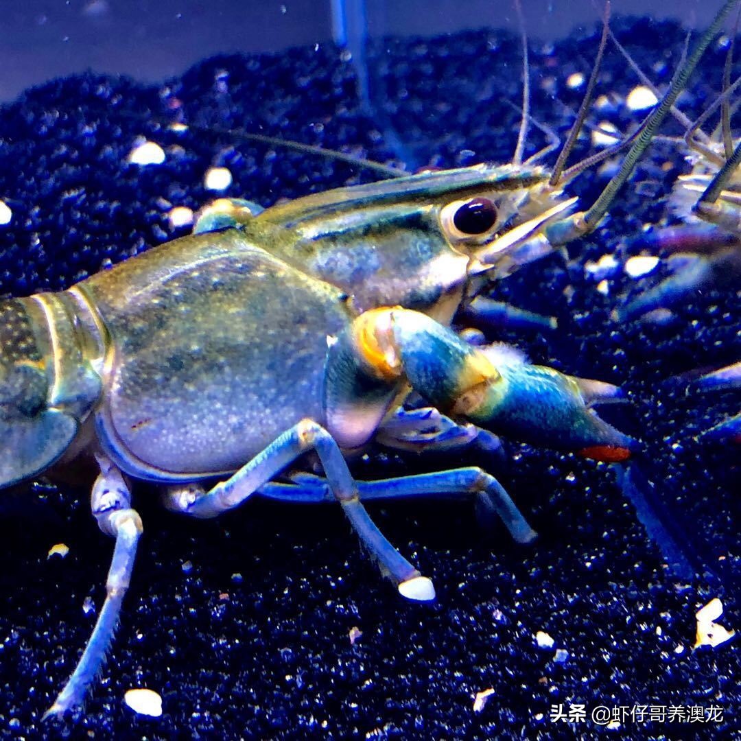 澳洲淡水龙虾亩产效益高100亩纯利润可达150多万