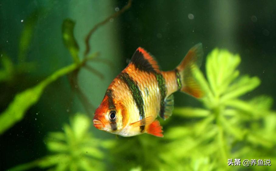 虎皮鱼观赏鱼,观赏鱼好养耐活虎皮