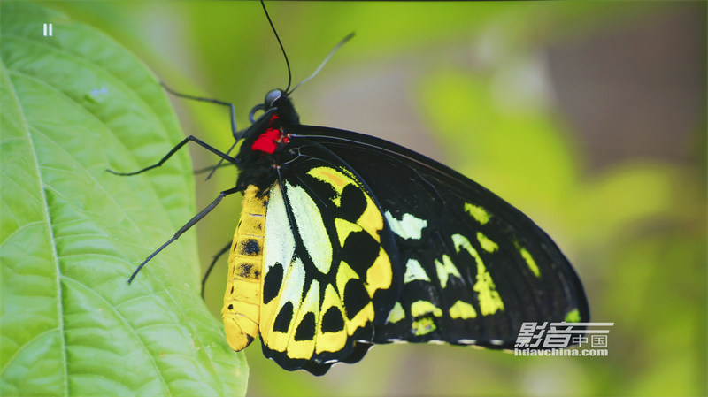 ViewSonic（优派）TX5000K：客厅百寸大屏市场的有力竞争者，拥有抢眼色彩的LED超短焦投影新贵