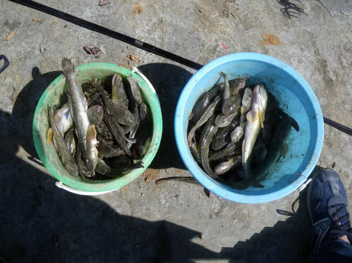 它一生只活一年，我们叫它“扔巴鱼”