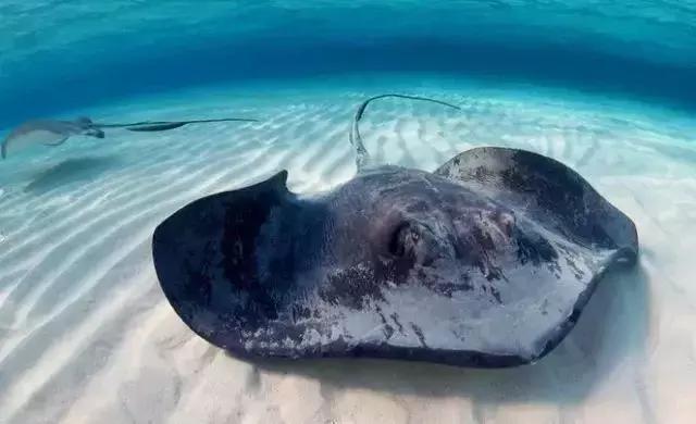 宁波一渔民整理海鲜大全,宁波最全的海鲜