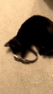 金毛犬去世猫咪舍不得它走,黑猫死后狗子伤心