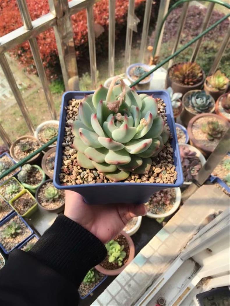 多肉不小心淋了肥水补救方法,多肉不小心淋了雨怎么补救