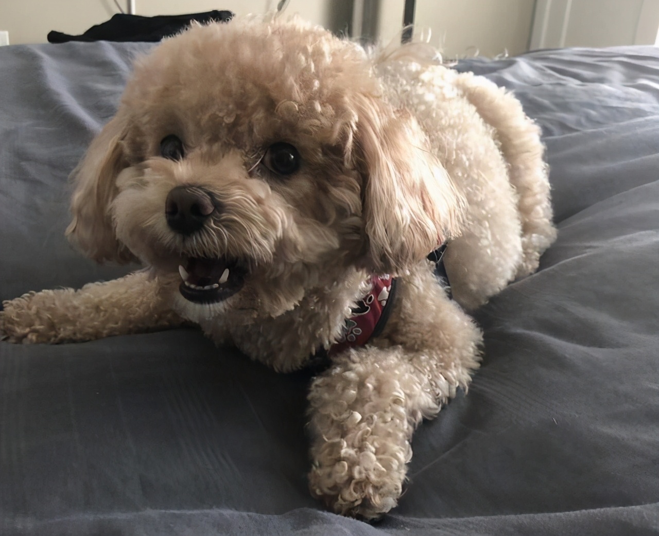 公泰迪为什么变得脾气暴躁爱咬人,泰迪有点咬人