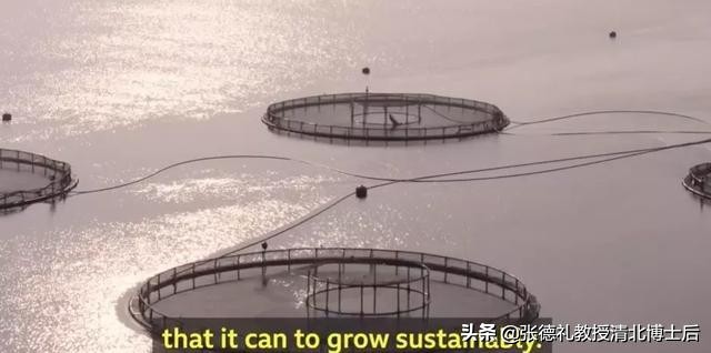 外媒曝光了挪威三文鱼养殖真相吗,挪威三文鱼养殖环境恶劣新闻