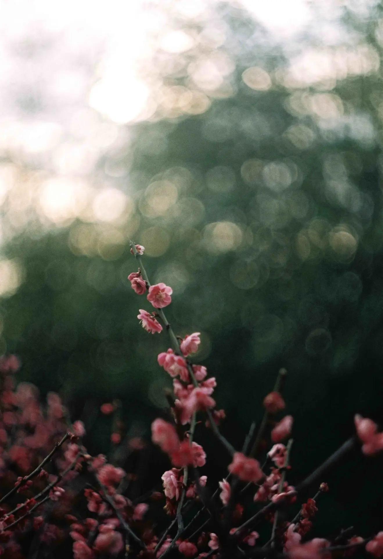 是谁发明了彩色相机,康泰时相机发展史