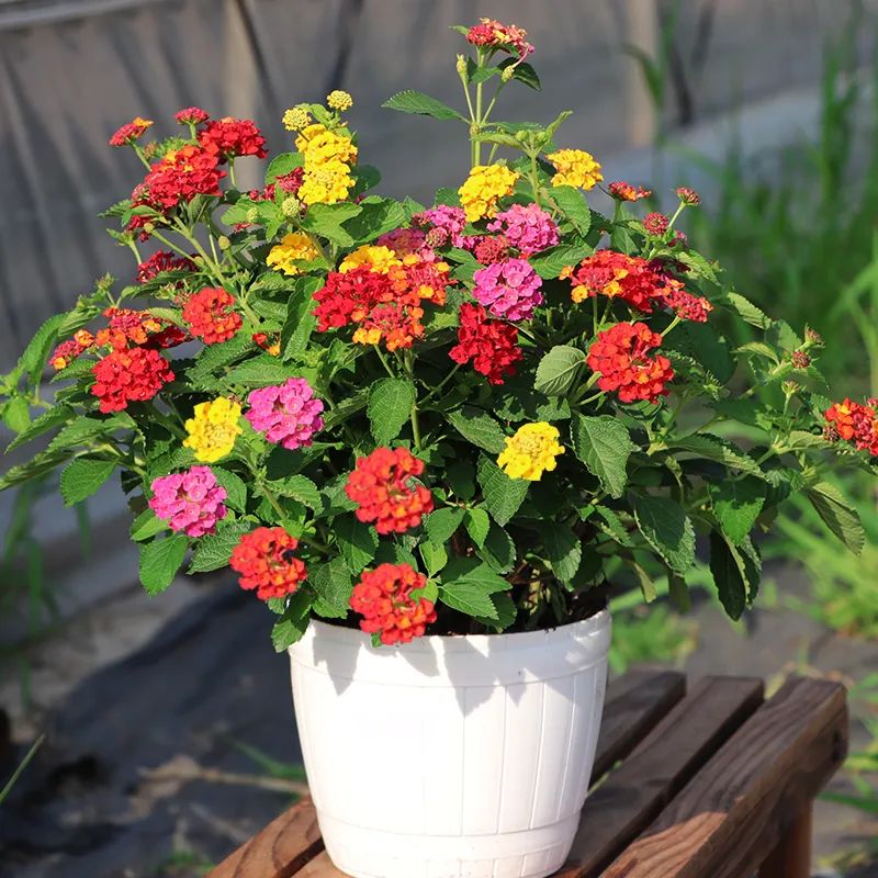 花卉五色梅的养植,如何才能让五色梅复花