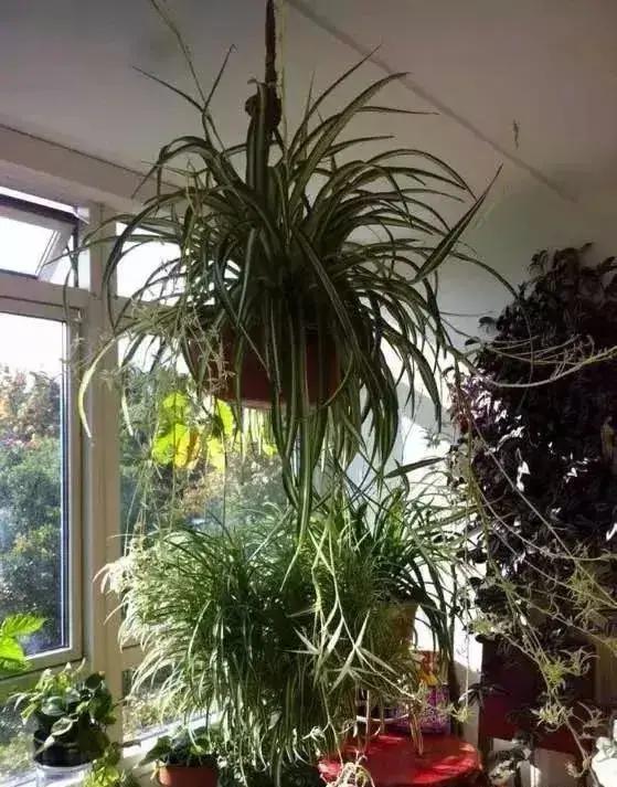 净化空气吸甲醛最好的花排名,什么花净化甲醛效果好