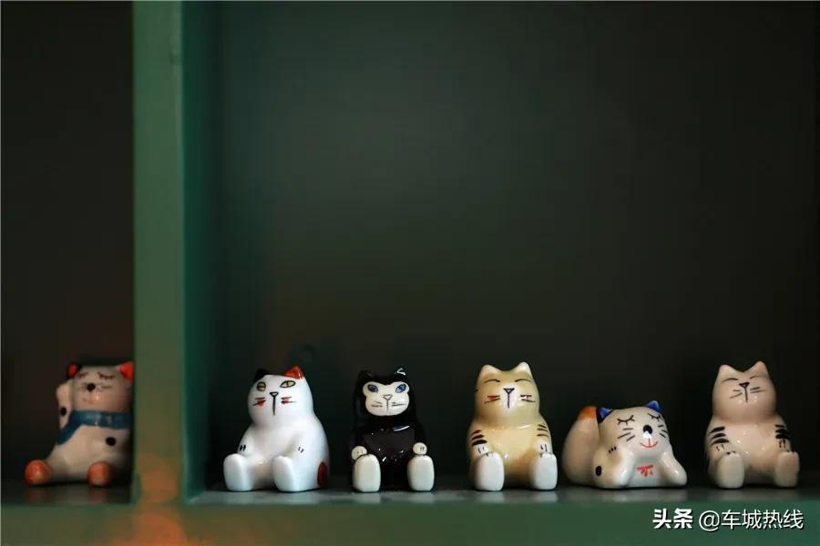 萌化了！十堰茅箭区首届撸猫节，周末约起