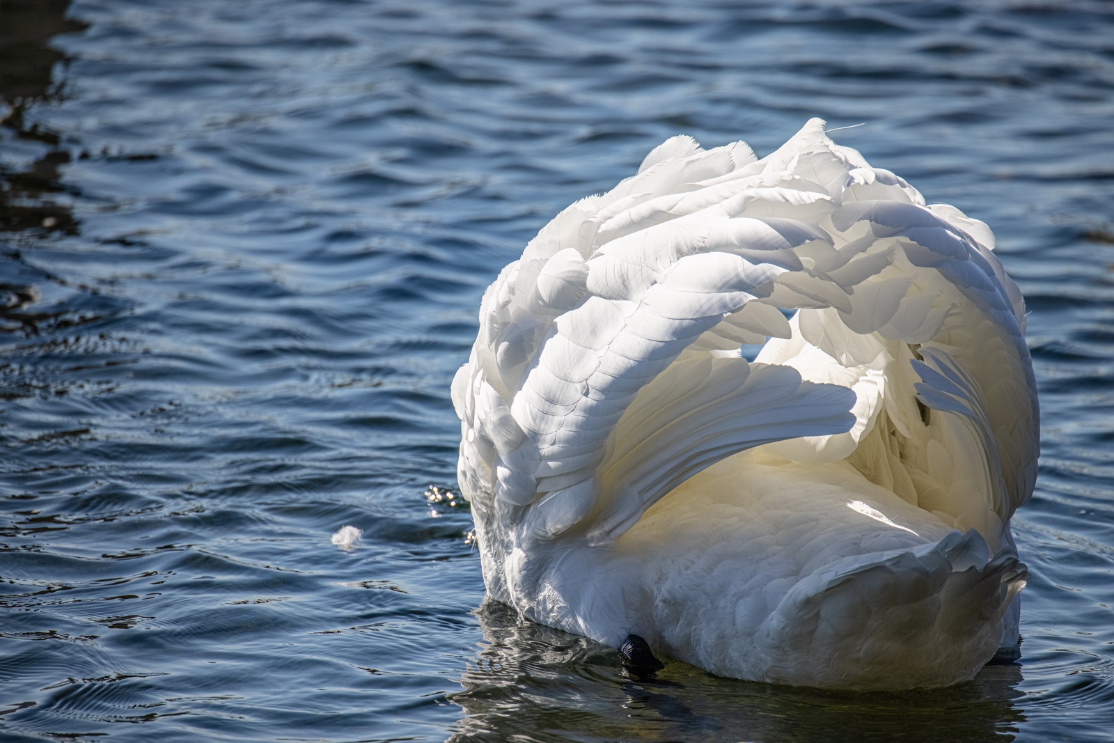 eosr5拍鸟体验,eosr5摄影与视频拍摄技巧大全