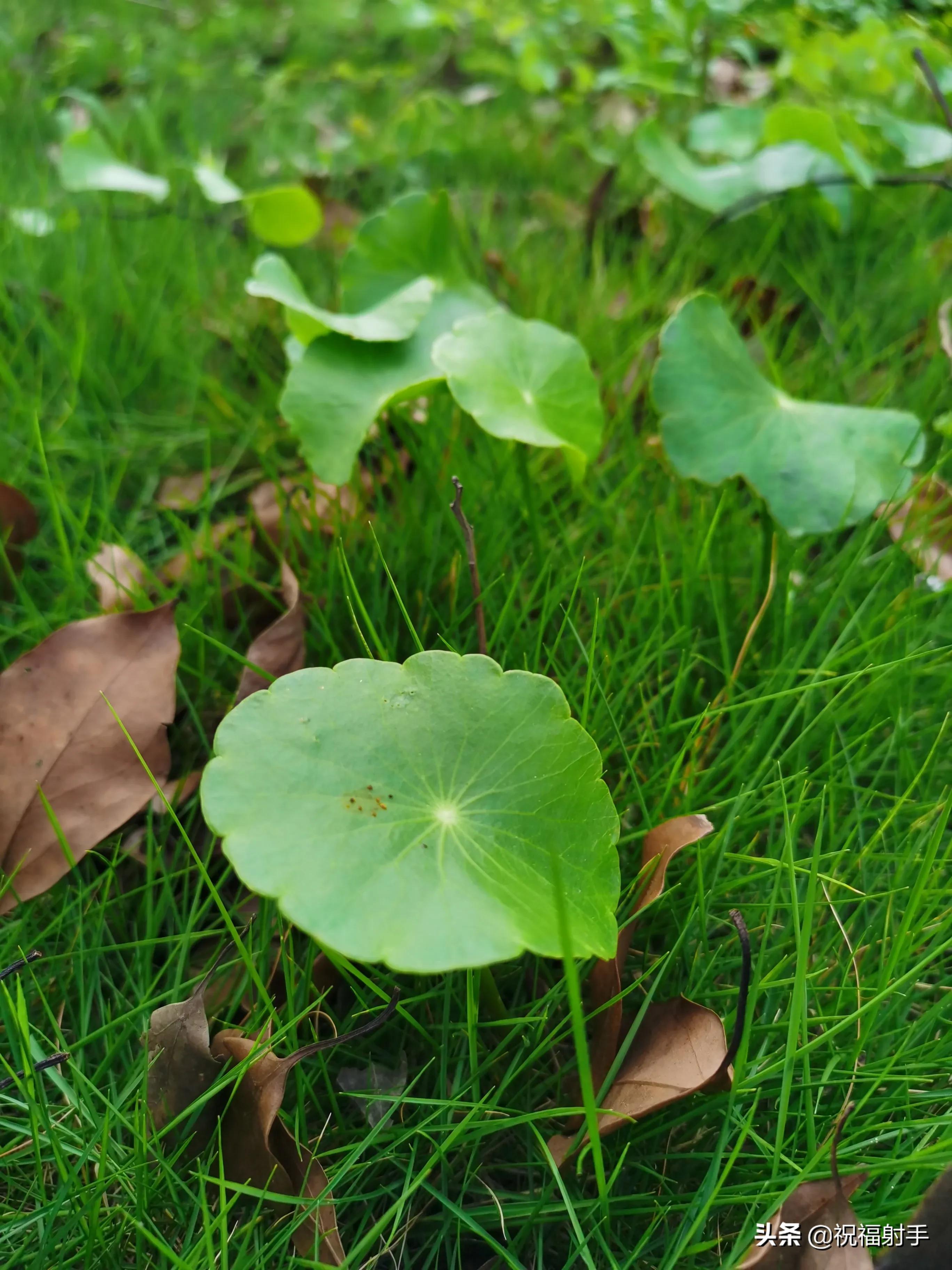 专家谈老年飞蚊症的治疗,飞蚊症老年人