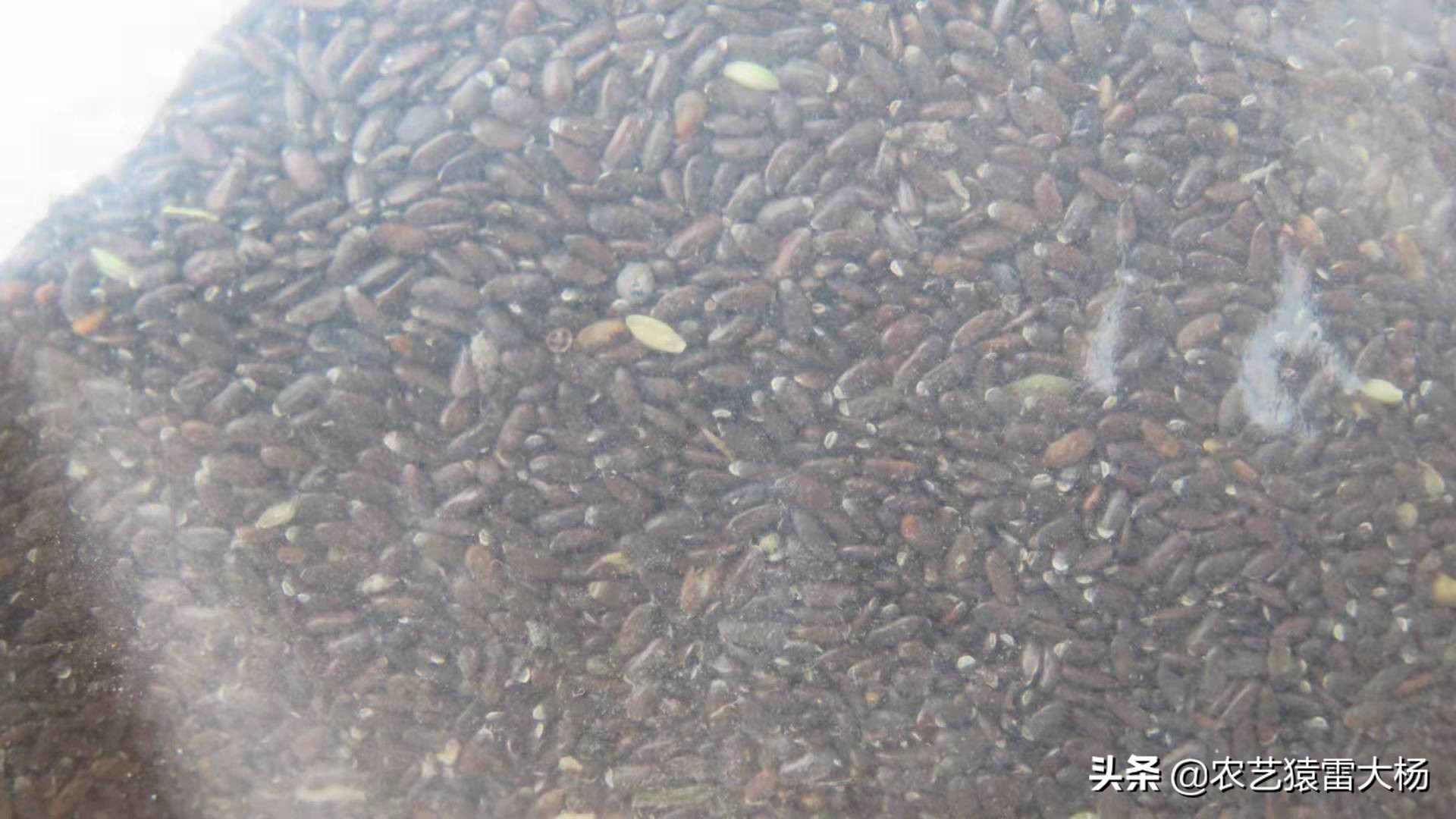 大面积薰衣草怎么种植才好养,薰衣草苗怎样种才好活