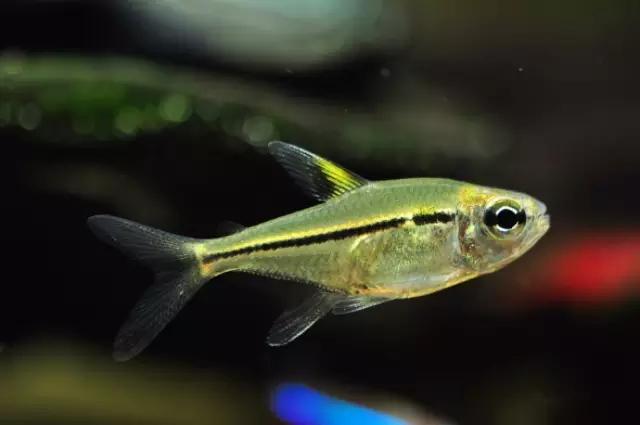 灯鱼草缸造景教程,草缸造景养什么鱼