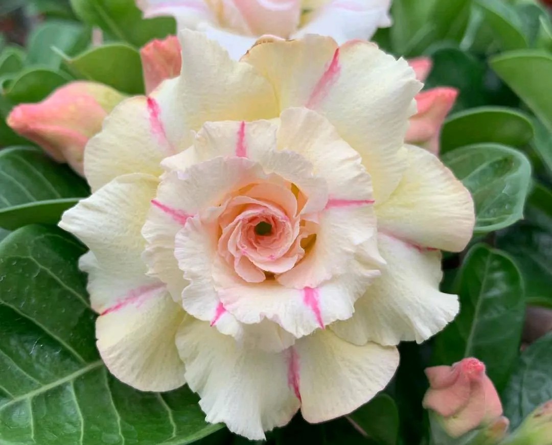 84个沙漠玫瑰品种，收起来慢慢看，待到来年春天选几种喜欢的养