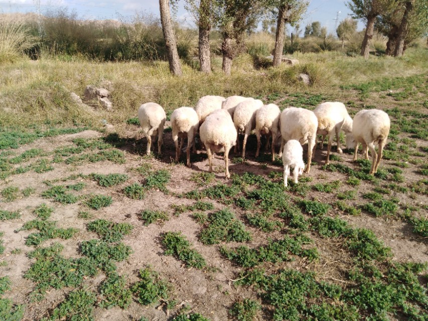 养羊出现的问题,母羊流产的原因及防治措施