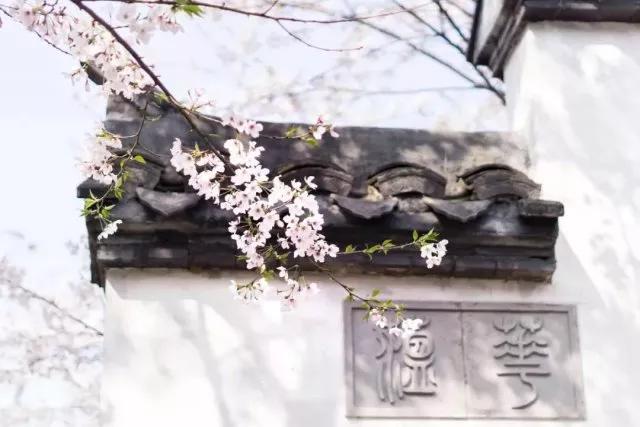 几月赏樱花最好,最美赏樱攻略大全