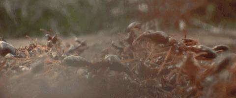 地球之肺的亚马逊雨林，绿色天堂却是人类的禁区，到底是多恐怖？