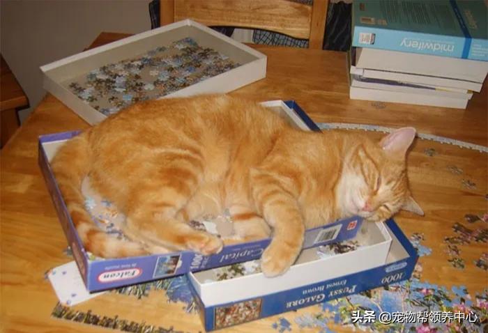 养猫你们觉得要不要放出去,养猫可以玩什么