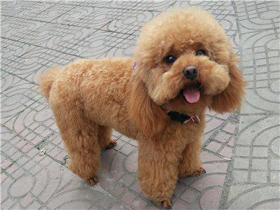 新手训泰迪狗出门大小便全套教程,一个月的泰迪狗怎么养基础知识