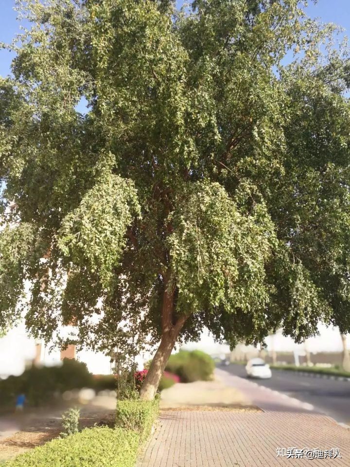 迪拜种一棵树,迪拜养一棵树成本