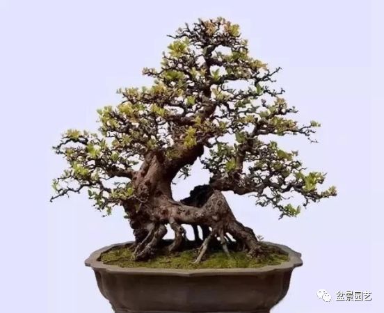 48种绝世盆景,绝世惊艳之作