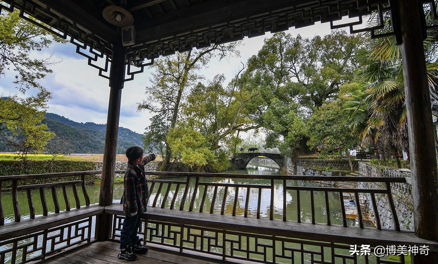 都知严田有棵救皇帝的樟王，却不明那七星伴月是何意，一图见真相