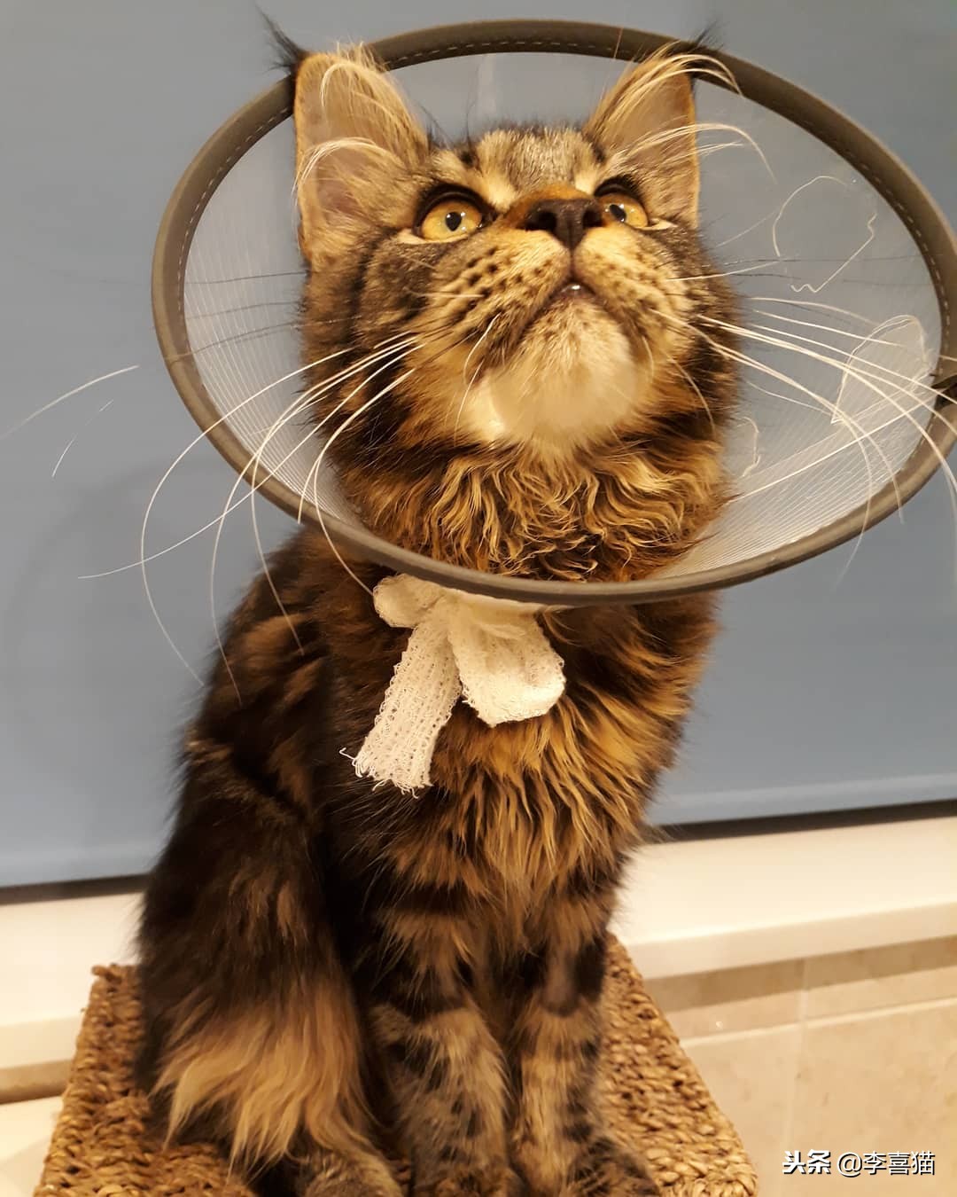 母猫绝育术后护理,公狗金毛绝育手术后期出院护理