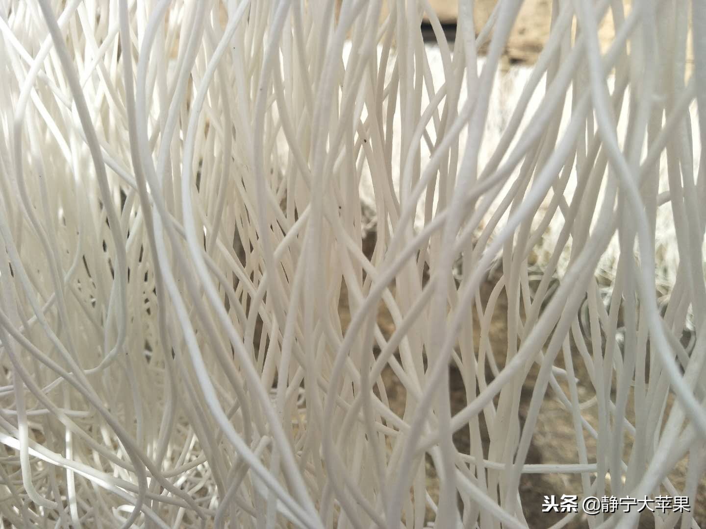 甘肃纯土豆粉条,农家纯土豆粉条纯手工的