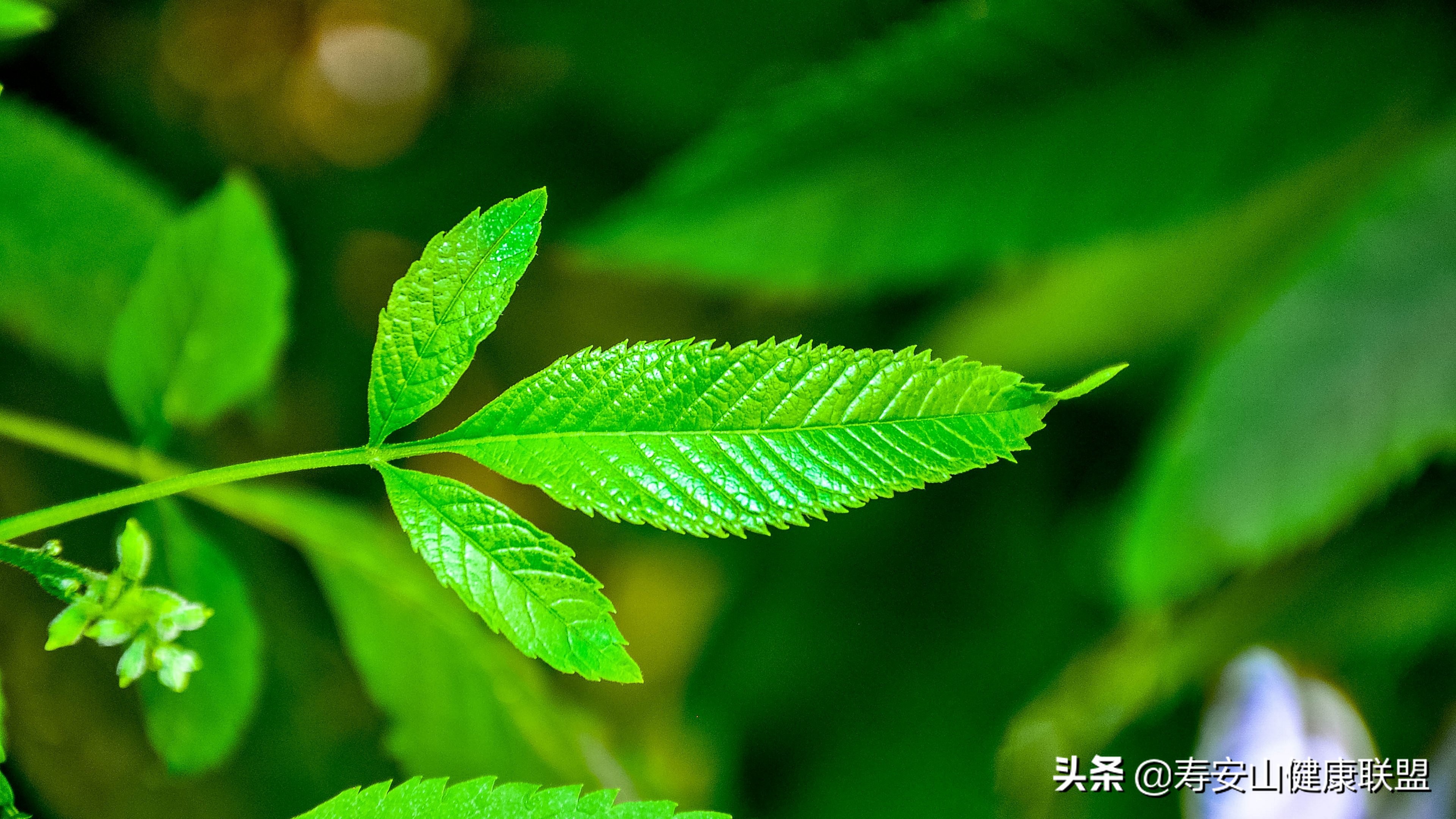 what？薄荷不但可以减肥？还能美发