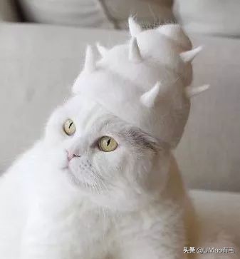 刷毛神器猫毛清理器,真正好用的猫去毛神器