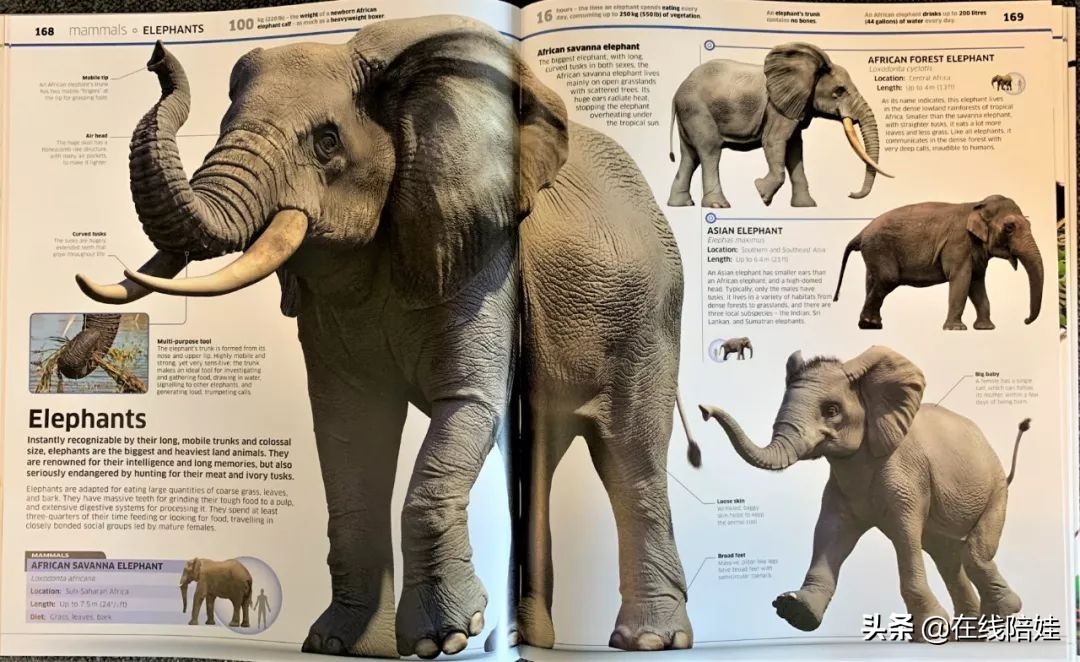 dk知识大百科全套,dk知识大百科书金银版