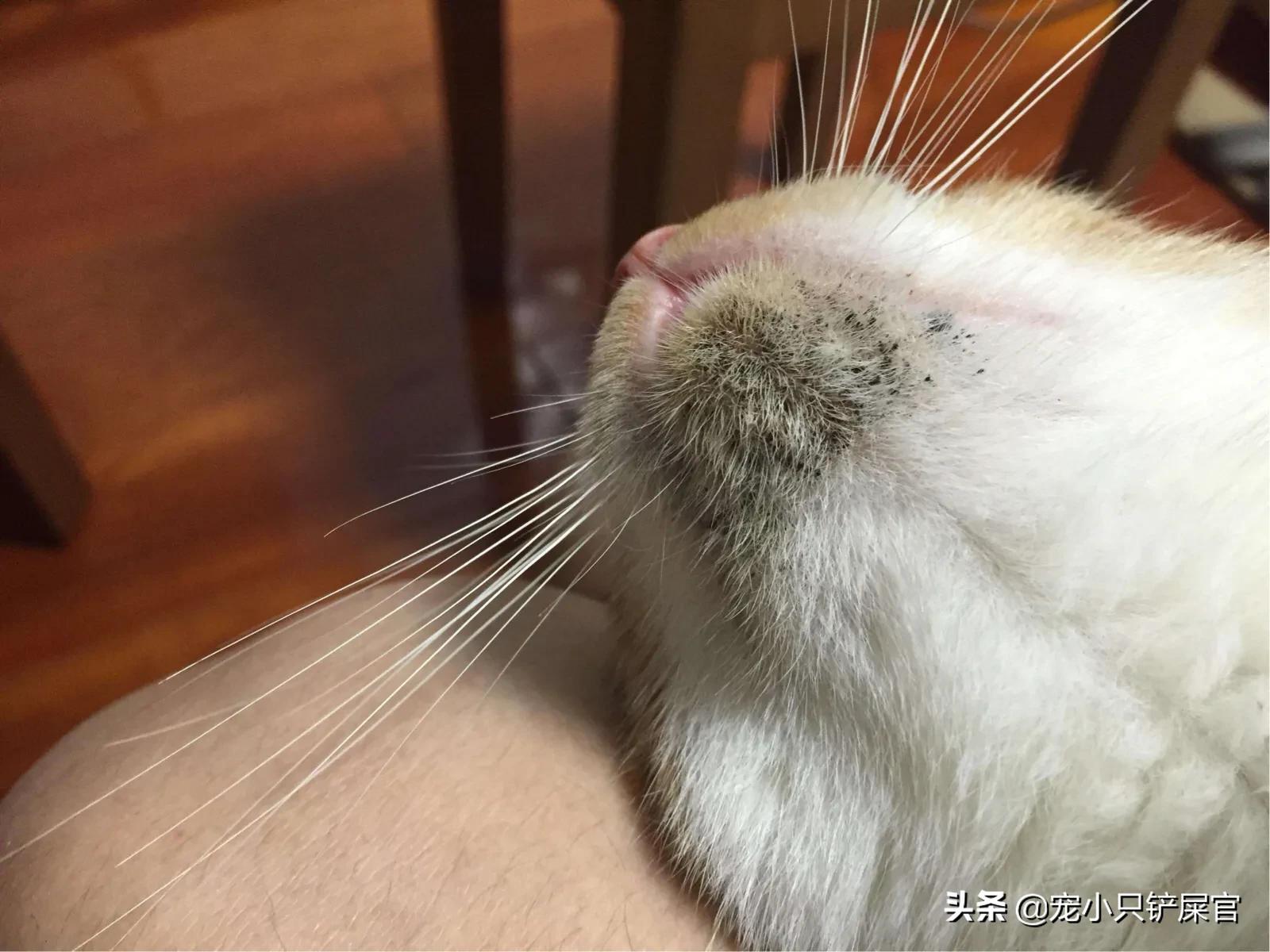 猫咪的下巴脏怎么处理,猫咪的下巴怎么清洁