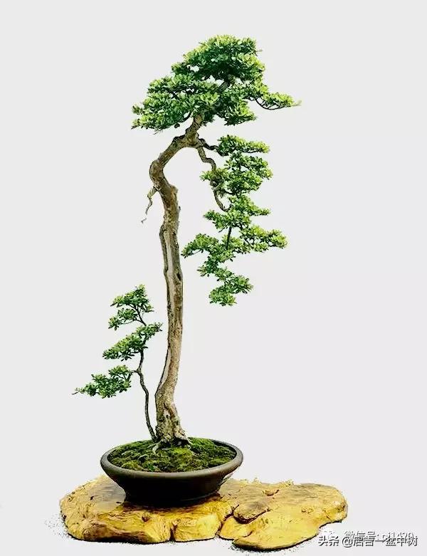 盆景跌价,盆景跌枝怎么解决