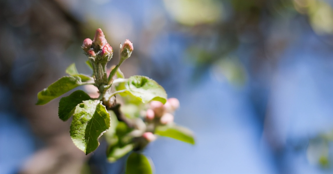 早熟苹果树萌芽期是什么时候,苹果树萌芽期发生药害怎么处理