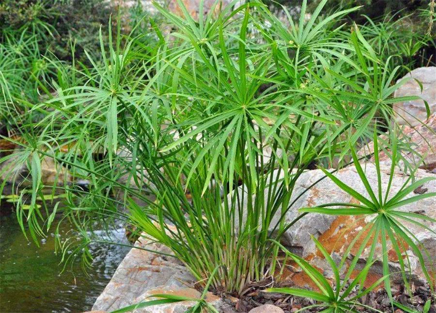 水竹黄叶干剪了底部根要一起剪吗,水竹黄叶剪根是剪叶还是剪茎