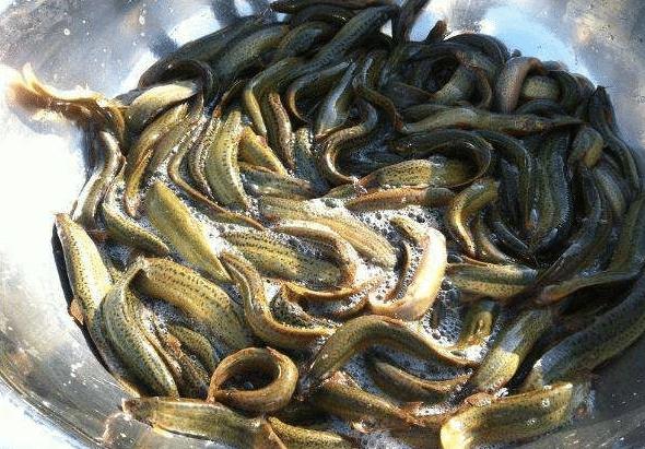 泥鳅要怎么养殖,帆布池养泥鳅