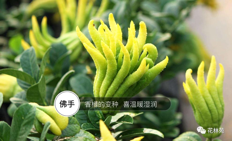 佛手片的作用与功效,佛手的功效及作用