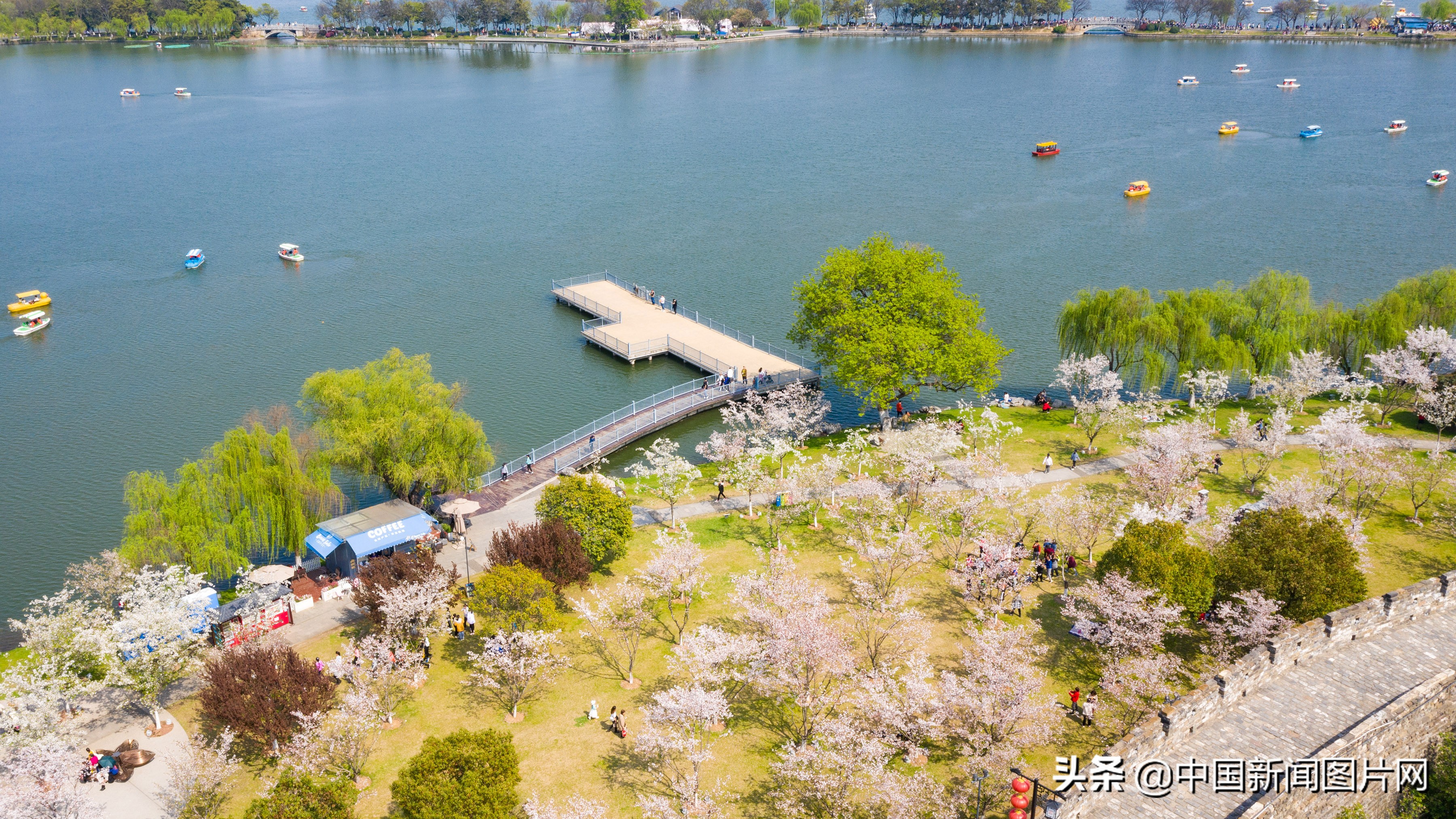 南京珍珠河两岸樱花烂漫,江苏南京樱花烂漫春意浓