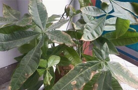 发财树的叶子发黄斑病变,发财树长黄斑叶子变黄是什么原因