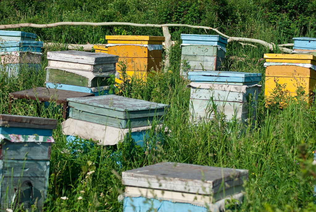 弱群该如何快速复壮，4步教会你，让你的蜂群达到欣欣向阳的状态
