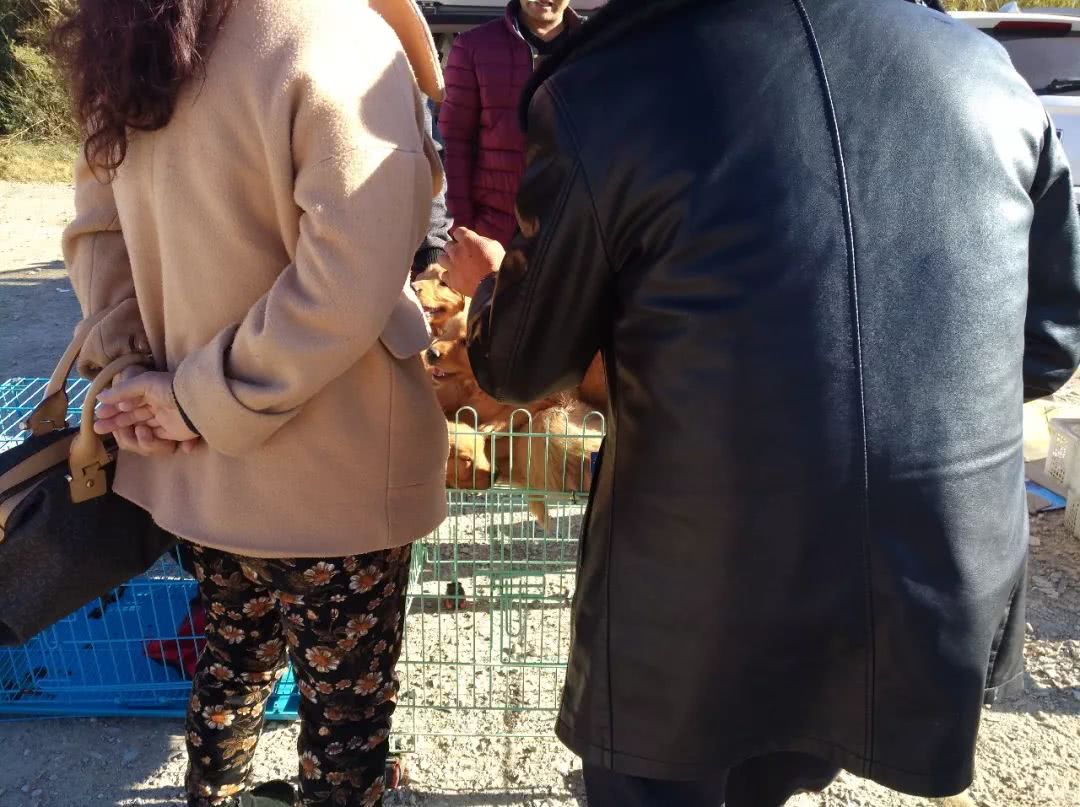 同城金毛幼犬多少钱一只,金毛幼犬狗市