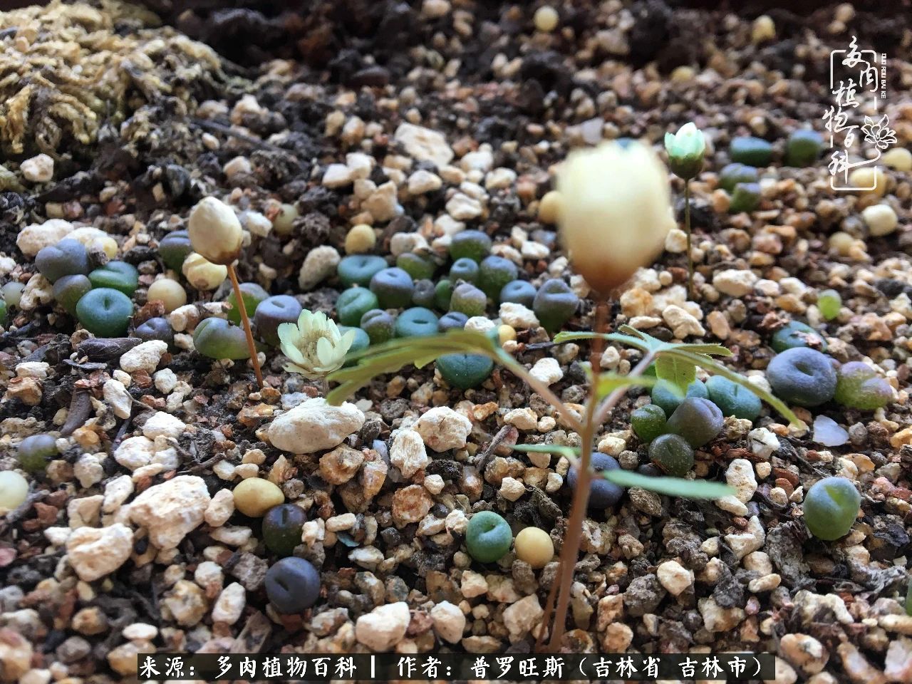 日日勤服侍，日日勤拂拭！服侍花儿，就是拂拭心灵