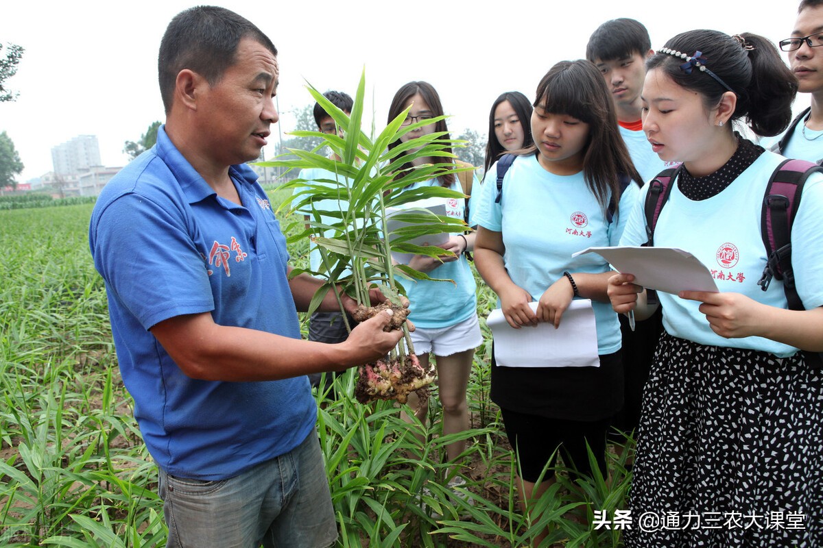 大姜的高产种植技术指导视频,大姜种植管理技术姜瘟病