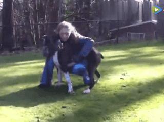 狗狗突然抽搐倒地怎么办,狗狗玩耍时受伤情绪低落