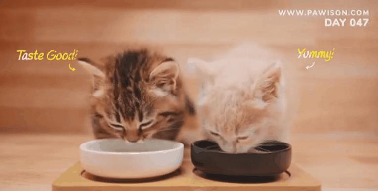 国家一级保护野生猫,国家一级保护哺乳动物名单