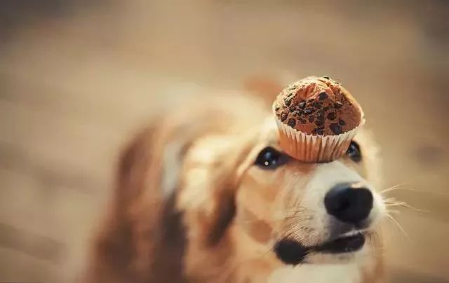 狗狗手术后护理方法,狗狗生病后如何康复训练